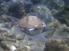 Acanthopagrus berda