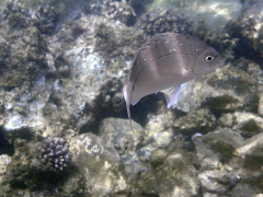 Acanthopagrus berda