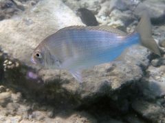 Acanthopagrus berda
