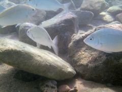 Acanthopagrus berda
