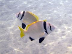 Acanthopagrus bifasciatus