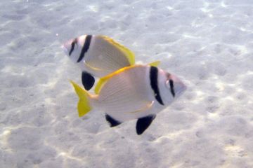 Acanthopagrus bifasciatus
