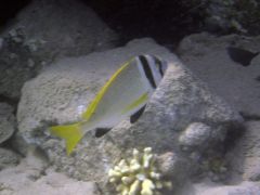 Acanthopagrus bifasciatus