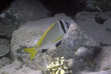 Acanthopagrus bifasciatus