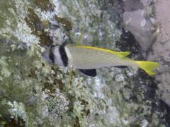 Acanthopagrus bifasciatus