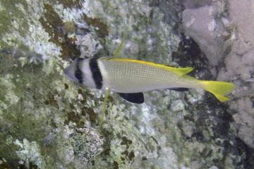 Acanthopagrus bifasciatus