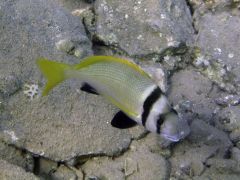 Acanthopagrus bifasciatus
