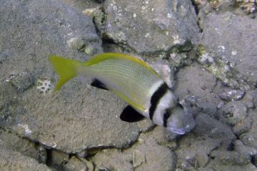 Acanthopagrus bifasciatus