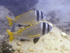 Acanthopagrus bifasciatus