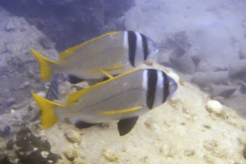 Acanthopagrus bifasciatus