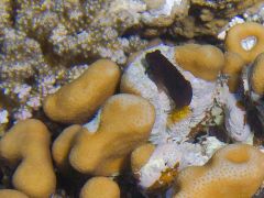 Cirripectes filamentosus