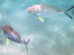 Gerres longirostris