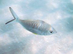 Gerres longirostris