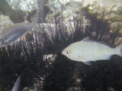 Gerres longirostris