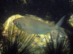 Gerres longirostris