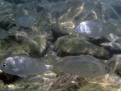 Gerres longirostris