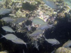 Gerres longirostris