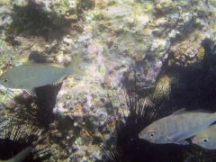 Gerres longirostris