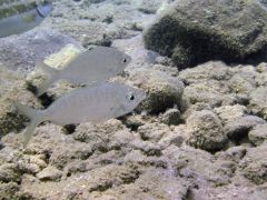 Gerres longirostris