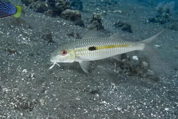 1_Mulloidichthys-flavolineatus