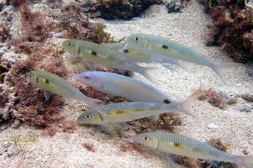 Mulloidichthys_flavolineatus