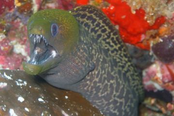 Gymnothorax undulatus