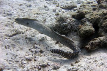 Gymnothorax nudivomer
