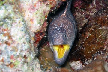 Gymnothorax nudivomer