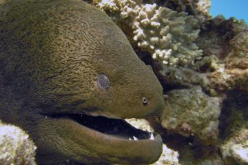 Gymnothorax javanicus