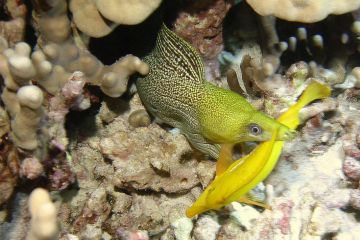 Gymnothorax undulatus