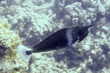 Naso brevirostris