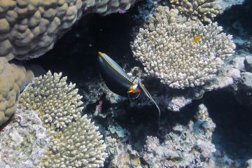 Naso elegans