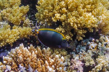 Naso elegans