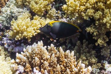 Naso elegans