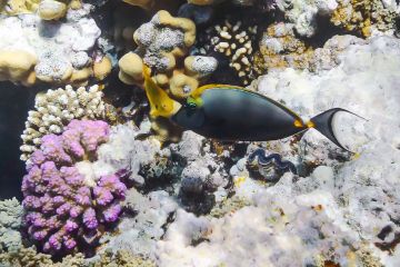 Naso elegans