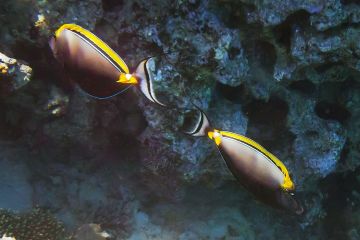 Naso elegans
