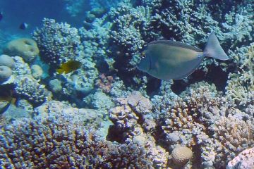 Naso unicornis