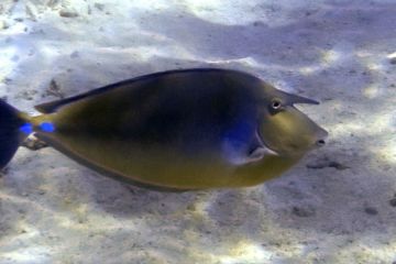 Naso unicornis