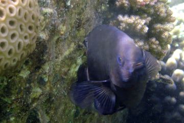 Neoglyphidodon melas