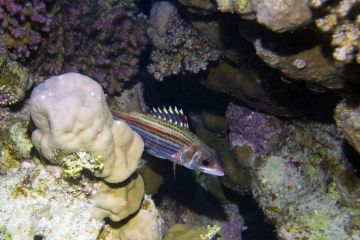 Neoniphon sammara