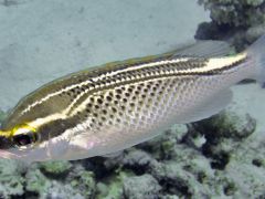Scolopsis ghanam