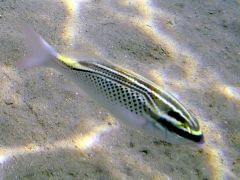 Scolopsis ghanam