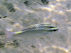 Scolopsis ghanam
