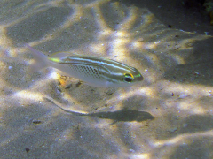 Scolopsis ghanam