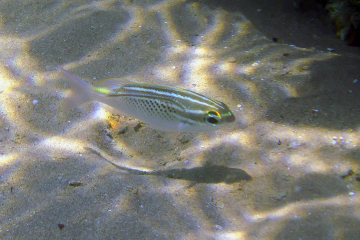 Scolopsis ghanam