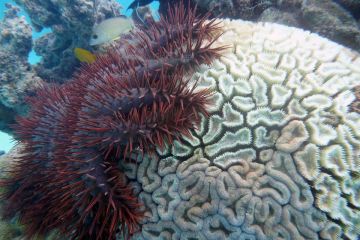 Acanthaster planci
