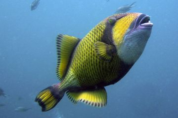 Balistoides viridescens