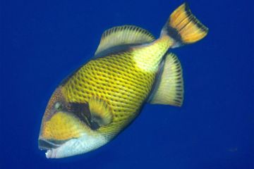 Balistoides viridescens