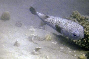 Diodon hystrix