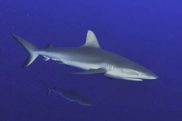 Carcharhinus amblyrhynchos